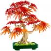 BONSAI ERABLE ROUGE DU JAPON - BOTANIC