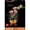 ORCHIDEE MINIATURE - BOTANIC