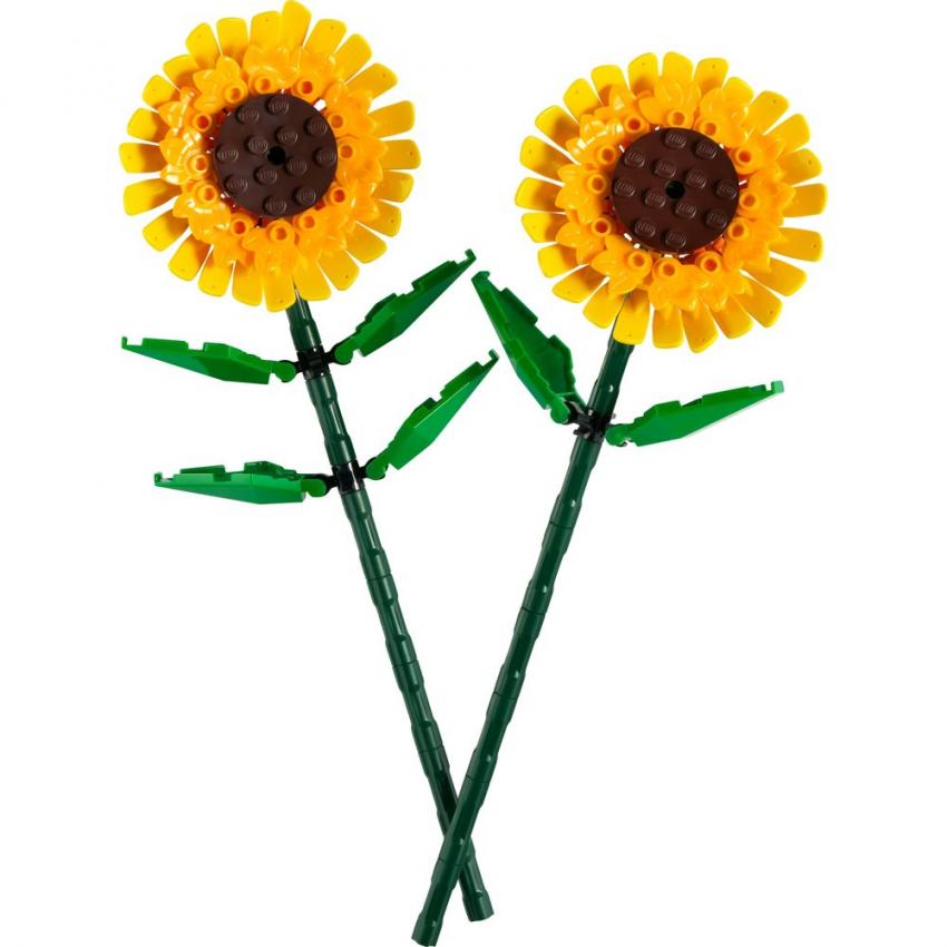 TOURNESOLS - BOTANIC