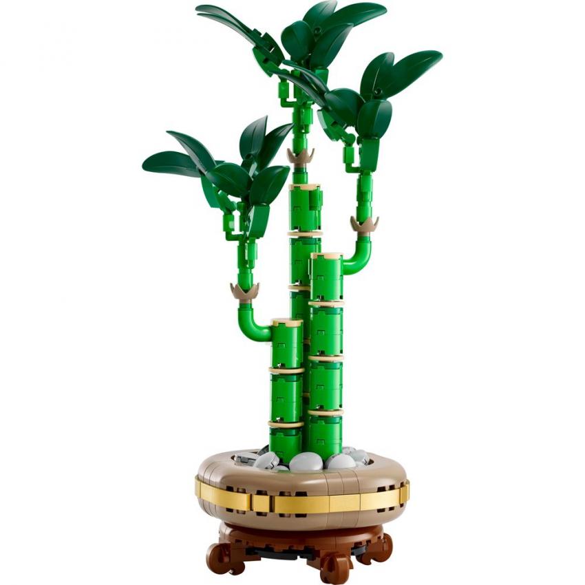 LE BAMBOU DE LA CHANCE - BOTANIC